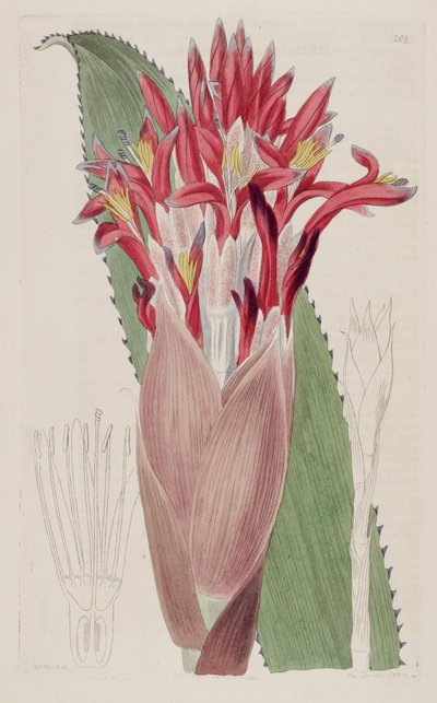 Illustration of Aechmea nudicaulis (as syn Bromelia nudicaulis) by Sydenham Teast Edwards